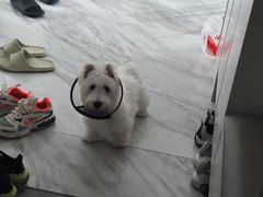 -翊宠yipet猫狗购宠庄园犬舍•猫舍