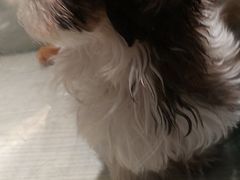 -momokira米努特·德文卷毛猫·棉花面纱犬