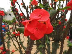 -松山湖梦幻百花洲