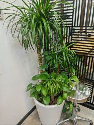 -蚂蚁造型俱乐部