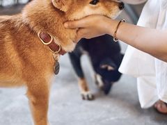 -柴犬高等学院·狗咖·柴犬售卖·宠物训练