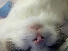 -喵的天空名猫咖啡馆·撸猫·猫舍·用品