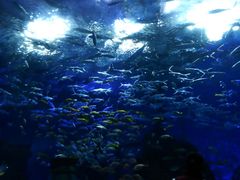 -海合安武汉极地海洋公园