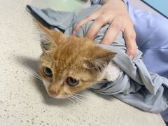 -瑞派福兴宠物医院犬猫全科·骨科·中西医结合(河东店)