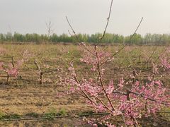 -汉长安城未央宫国家考古遗址公园