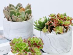 -弗劳尔花艺坊(龙涛店)