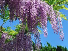 -嘉定紫藤园