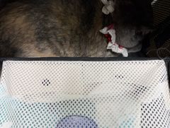 -瑞派雷欧宠物医院·24h夜诊·心脏骨科牙科·全科重症转诊中心(无影山店)