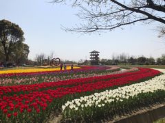 -杭州湾海上花田景区