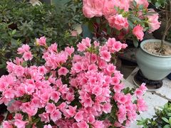 -溪岸路花鸟市场