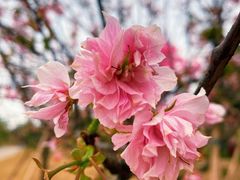 -天适樱花悠乐园