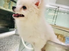 -momokira米努特·德文卷毛猫·棉花面纱犬