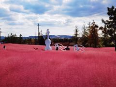 -羊亭河湿地公园