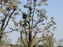 -汉长安城未央宫国家考古遗址公园