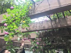 -郫都区农科村景区