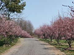 -上海海湾国家森林公园