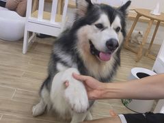 -李小姐の猫咖啡馆(五角场店)
