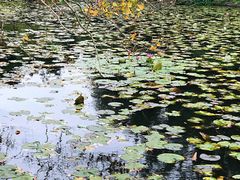 -墨尔本皇家植物园