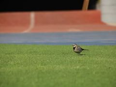-成都市实验小学(人民中路校区)