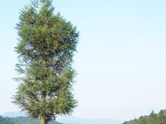 -仰天湖大草原