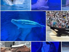 -上海海昌海洋公园