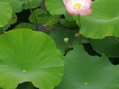 -荷塘月色湿地公园·向阳花洲
