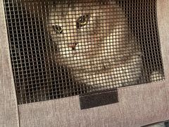 -瑞派福兴宠物医院犬猫全科·骨科·中西医结合(河东店)