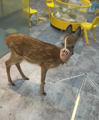 -神奇动物撸宠馆·羊驼·小浣熊·异宠(豫园店)