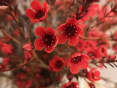 -双季花艺园艺市场(浦东店)
