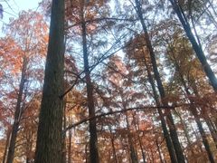 -渌洋湖湿地公园
