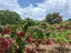 -中国科学院西双版纳热带植物园