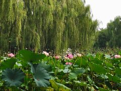 -东升八家郊野公园