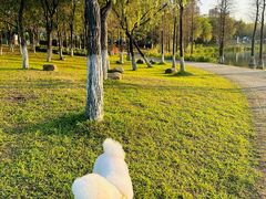 -飞来湖湿地公园