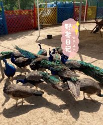 -萌宠亲子动物乐园(槐房万达店)