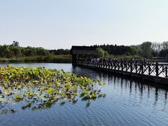 -溱湖国家湿地公园