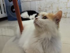 -平行世界·猫咖(首经贸店)
