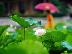 -葡萄集|滋味新疆菜·精酿酒馆(瑞豪酒店)