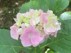 -上海滨江森林公园