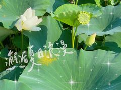 -莲花池公园