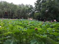 -莲湖公园