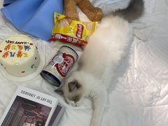 -猫遇摄影工作室