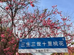 -南汇桃花村