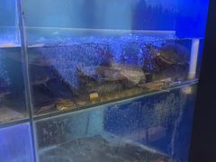 -鱼酷活鱼烤鱼(南京水游城店)