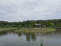 -合肥滨湖国家森林公园