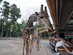 -清迈夜间动物园