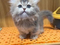 -欣宠猫屋·矮脚拿破仑·蓝金金渐层