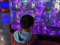 -烟台海昌鲸鲨海洋公园