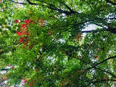 -天女山森林公园