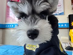 -艾贝尔宠物医院·24H转诊中心·肿瘤猫专科(江宁双龙店)