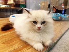 -狗道宠物(常熟印象城店)